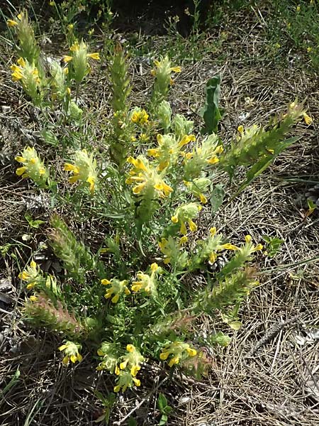 Melampyrum barbatum \ Bart-Wachtelweizen / Beard Cow-Wheat, A Breitenbrunn 12.7.2023