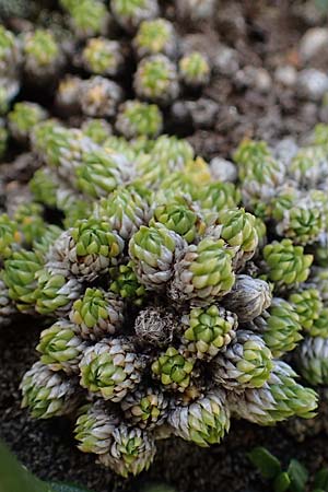 Saxifraga bryoides \ Moos-Steinbrech / Mossy Saxifrage, A Seetaler Alpen, Zirbitzkogel 28.6.2021