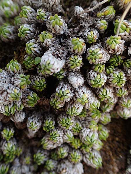 Saxifraga bryoides \ Moos-Steinbrech / Mossy Saxifrage, A Seetaler Alpen, Zirbitzkogel 28.6.2021