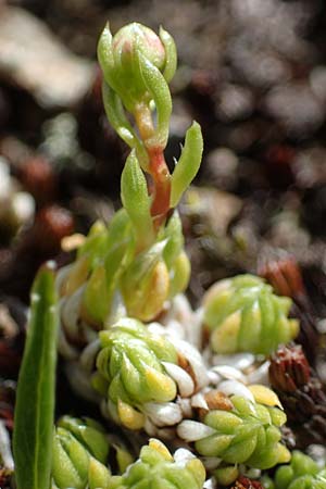 Saxifraga bryoides \ Moos-Steinbrech / Mossy Saxifrage, A Seetaler Alpen, Zirbitzkogel 28.6.2021