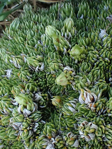 Saxifraga bryoides \ Moos-Steinbrech / Mossy Saxifrage, A Seetaler Alpen, Zirbitzkogel 28.6.2021