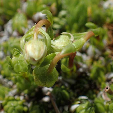 Saxifraga bryoides \ Moos-Steinbrech / Mossy Saxifrage, A Seetaler Alpen, Zirbitzkogel 28.6.2021