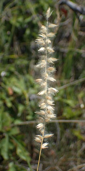 Melica ciliata agg. \ Wimper-Perlgras / Ciliated Melick, A Hainburg 8.7.2023