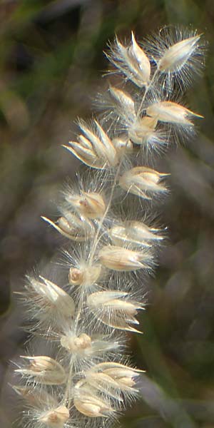 Melica ciliata agg. \ Wimper-Perlgras / Ciliated Melick, A Hainburg 8.7.2023