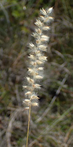 Melica ciliata agg. \ Wimper-Perlgras / Ciliated Melick, A Hainburg 8.7.2023