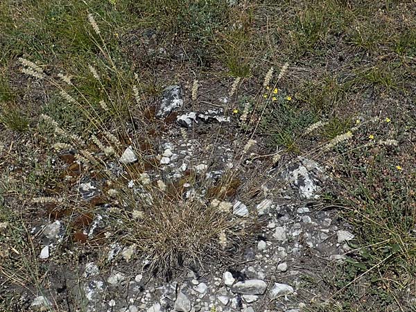 Melica ciliata agg. \ Wimper-Perlgras / Ciliated Melick, A Hainburg 8.7.2023