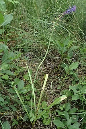 Muscari comosum \ Schopfige Traubenhyazinthe / Tassel Hyacinth, A Ladendorf 12.6.2026