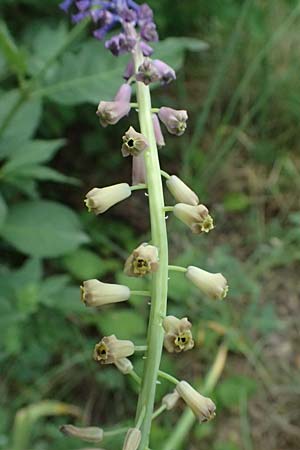 Muscari comosum \ Schopfige Traubenhyazinthe / Tassel Hyacinth, A Ladendorf 12.6.2026