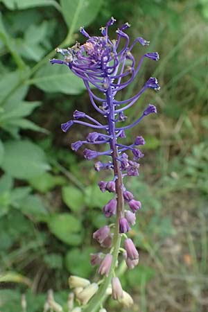 Muscari comosum \ Schopfige Traubenhyazinthe / Tassel Hyacinth, A Ladendorf 12.6.2026