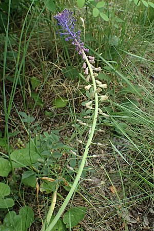 Muscari comosum \ Schopfige Traubenhyazinthe / Tassel Hyacinth, A Ladendorf 12.6.2026