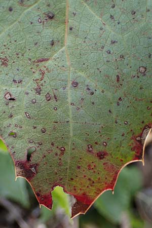 Mahonia x decumbens \  Mahonie /  Oregon Grape, A Perchtoldsdorf 3.4.2023