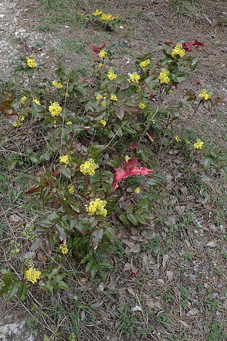 Mahonia x decumbens \  Mahonie /  Oregon Grape, A Perchtoldsdorf 3.4.2023