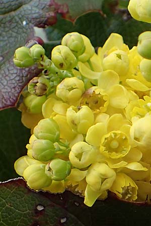 Mahonia x decumbens \  Mahonie /  Oregon Grape, A Perchtoldsdorf 3.4.2023