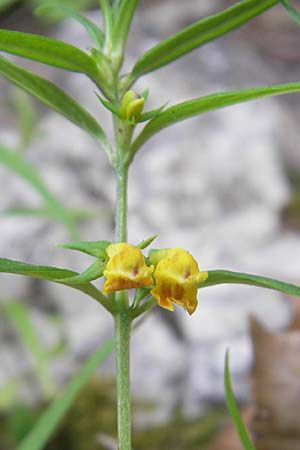 Melampyrum sylvaticum \ Wald-Wachtelweizen / Small Cow-Wheat, A Kärnten/Carinthia, Petzen 2.7.2010