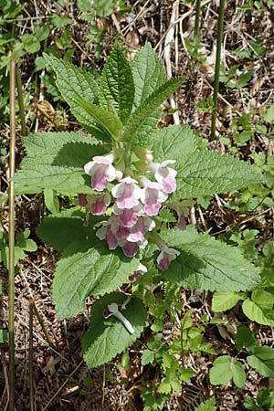 Melittis melissophyllum \ Immenblatt / Bastard Balm, A Kärnten/Carinthia, St. Paul im Lavanttal 16.5.2016