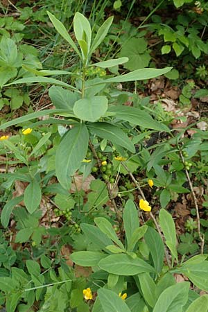 Daphne mezereum \ Seidelbast / Mezereon, A Kärnten/Carinthia, St. Paul im Lavanttal 16.5.2016