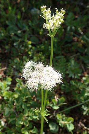 Meum athamanticum \ Brwurz / Spignel, A Nockberge, Klomnock 10.7.2019