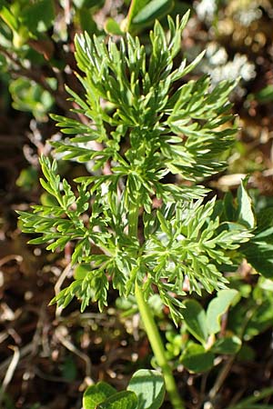 Meum athamanticum \ Brwurz / Spignel, A Nockberge, Klomnock 10.7.2019