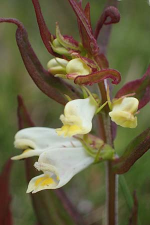 Melampyrum pratense \ Gewhnlicher Wachtelweizen, Wiesen-Wachtelweizen / Common Cow-Wheat, A Seckauer Tauern, Rosenkogel 30.6.2021