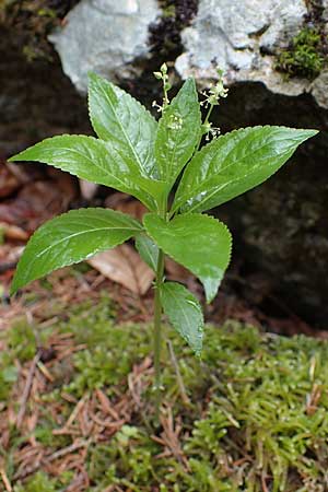Mercurialis perennis \ Wald-Bingelkraut / Dog's Mercury, A Türnitz 6.5.2022