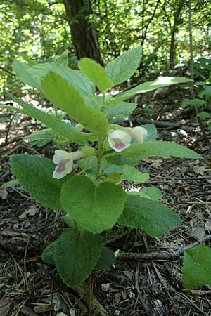 Melittis melissophyllum \ Immenblatt / Bastard Balm, A Gumpoldskirchen 15.5.2022