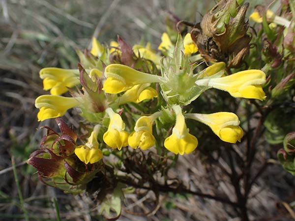 Melampyrum barbatum \ Bart-Wachtelweizen / Beard Cow-Wheat, A Breitenbrunn 24.9.2022