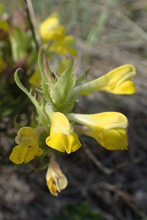 Melampyrum barbatum \ Bart-Wachtelweizen / Beard Cow-Wheat, A Breitenbrunn 24.9.2022