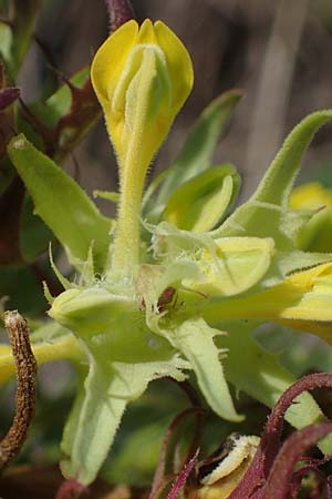 Melampyrum barbatum \ Bart-Wachtelweizen / Beard Cow-Wheat, A Breitenbrunn 24.9.2022