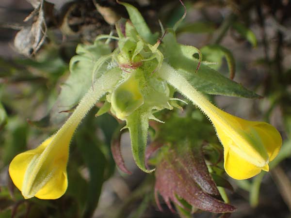 Melampyrum barbatum \ Bart-Wachtelweizen / Beard Cow-Wheat, A Breitenbrunn 24.9.2022