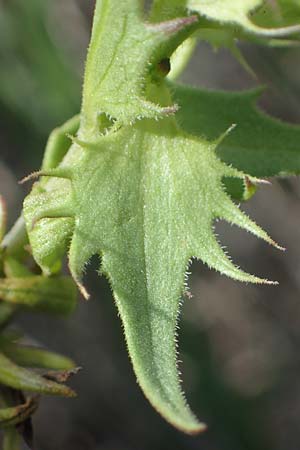 Melampyrum barbatum \ Bart-Wachtelweizen / Beard Cow-Wheat, A Breitenbrunn 24.9.2022