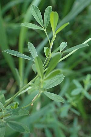 Medicago falcata \ Sichel-Klee / Sickle Medick, A Kraubath (Mur) 25.7.2021