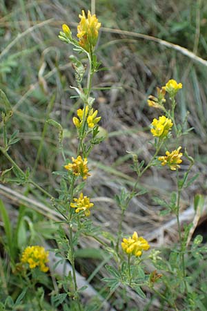 Medicago falcata \ Sichel-Klee / Sickle Medick, A Kraubath (Mur) 25.7.2021