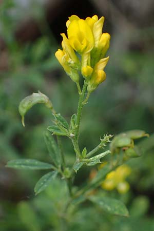 Medicago falcata \ Sichel-Klee / Sickle Medick, A Kraubath (Mur) 25.7.2021