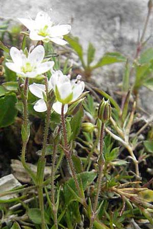 Sabulina austriaca \ sterreicher Miere / Austrian Sandwort, A Kärnten/Carinthia, Petzen 2.7.2010