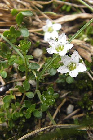 Arenaria biflora \ Zweibltiges Sandkraut / Two-Flowered Sandwort, A Malta - Tal / Valley 19.7.2010