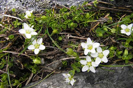 Arenaria biflora \ Zweibltiges Sandkraut / Two-Flowered Sandwort, A Malta - Tal / Valley 19.7.2010