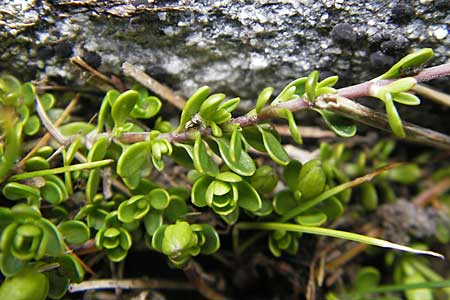 Arenaria biflora \ Zweibltiges Sandkraut / Two-Flowered Sandwort, A Malta - Tal / Valley 19.7.2010