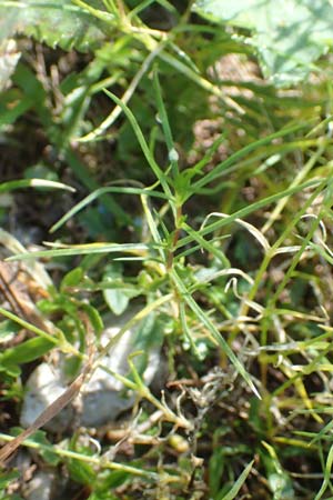 Sabulina austriaca \ sterreicher Miere / Austrian Sandwort, A Kärnten/Carinthia, Petzen 8.8.2016