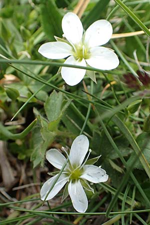 Sabulina verna s.l. \ H&uuml;gel-Fr&uuml;hlings-Miere / Hill Spring Sandwort, A Trenchtling 3.7.2019