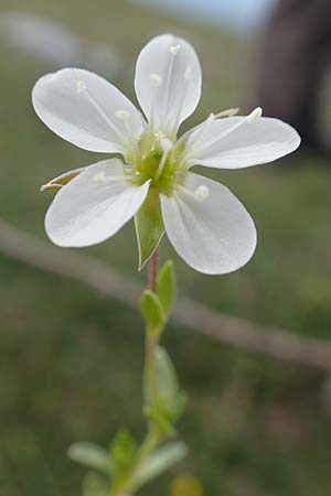 Sabulina verna s.l. \ H&uuml;gel-Fr&uuml;hlings-Miere / Hill Spring Sandwort, A Trenchtling 3.7.2019