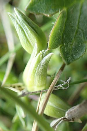 Sabulina verna s.l. \ H&uuml;gel-Fr&uuml;hlings-Miere / Hill Spring Sandwort, A Trenchtling 3.7.2019