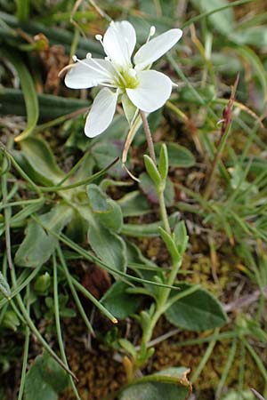 Sabulina verna s.l. \ H&uuml;gel-Fr&uuml;hlings-Miere / Hill Spring Sandwort, A Trenchtling 3.7.2019