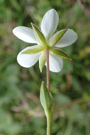 Sabulina verna s.l. \ H&uuml;gel-Fr&uuml;hlings-Miere / Hill Spring Sandwort, A Trenchtling 3.7.2019