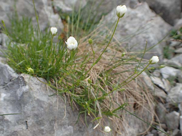 Sabulina austriaca \ sterreicher Miere / Austrian Sandwort, A Trenchtling 3.7.2019