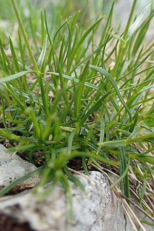 Sabulina austriaca \ sterreicher Miere / Austrian Sandwort, A Trenchtling 3.7.2019