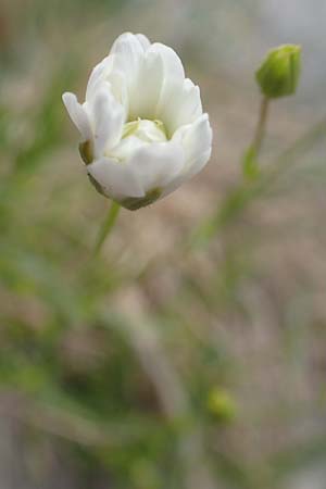 Sabulina austriaca \ sterreicher Miere / Austrian Sandwort, A Trenchtling 3.7.2019