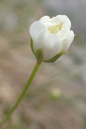 Sabulina austriaca \ sterreicher Miere / Austrian Sandwort, A Trenchtling 3.7.2019