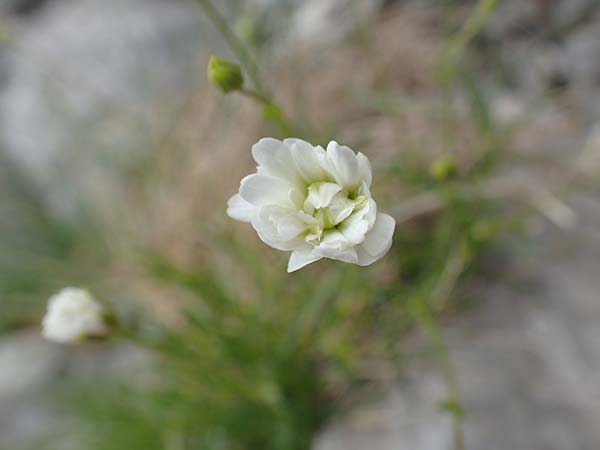 Sabulina austriaca \ sterreicher Miere / Austrian Sandwort, A Trenchtling 3.7.2019