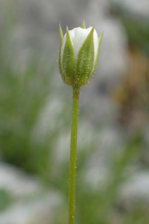Sabulina austriaca \ sterreicher Miere / Austrian Sandwort, A Trenchtling 3.7.2019