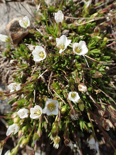 Sabulina glaucina \ H&uuml;gel-Fr&uuml;hlings-Miere / Hill Spring Sandwort, A W&ouml;lzer Tauern, Hoher Zinken 24.7.2021
